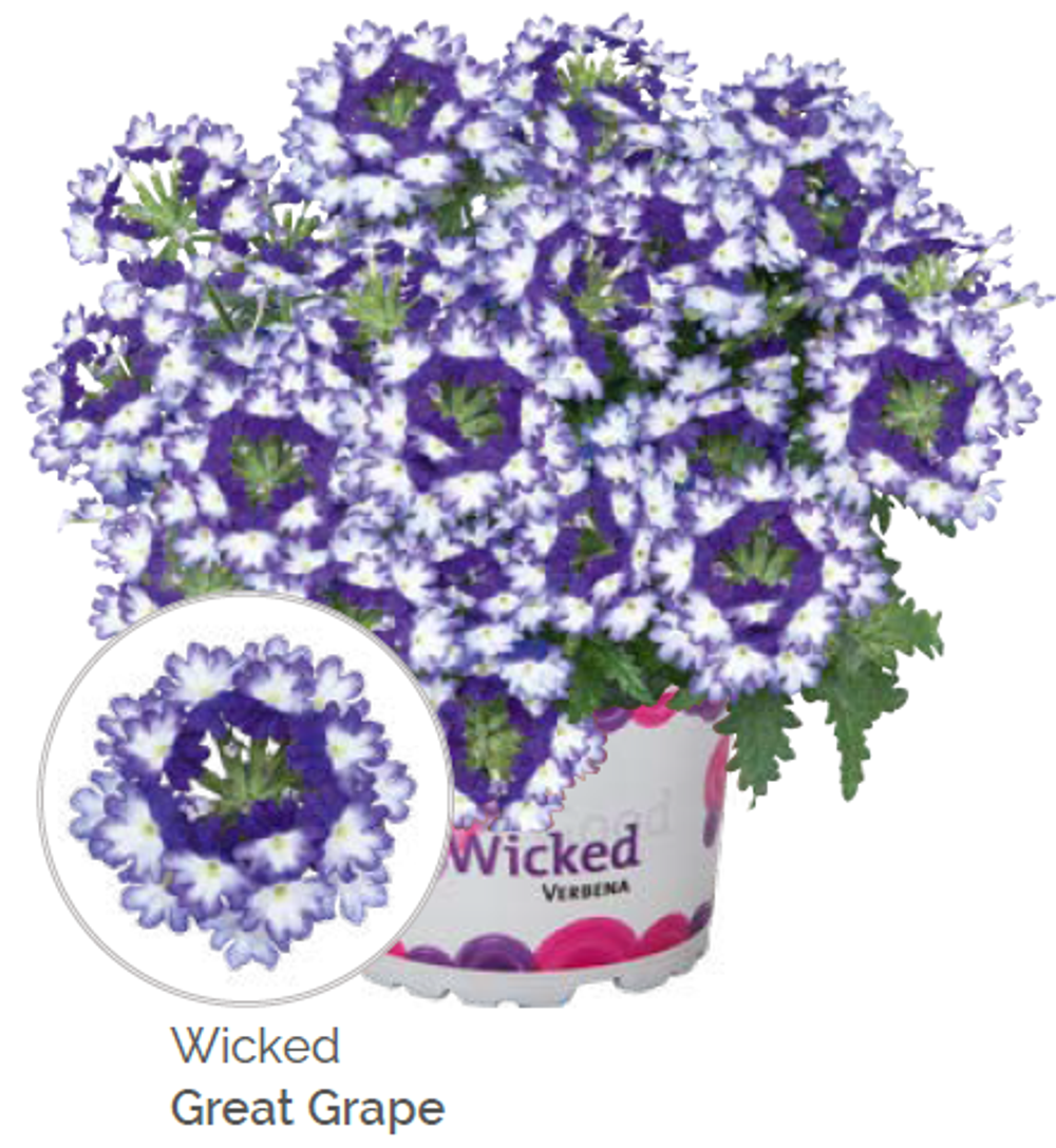Вербена Wicked Great Grape укорененный черенок ОКС конец ноября