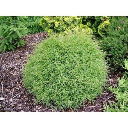 Туя западная Олендорфи (ком) 180-200