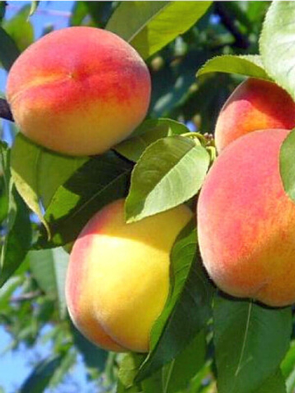 Персик Донецкий желтый