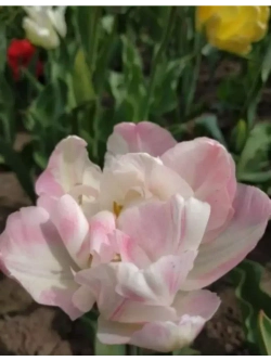 Тюльпаны,луковицы махровый Дабл Шарли, микс (4штуки)