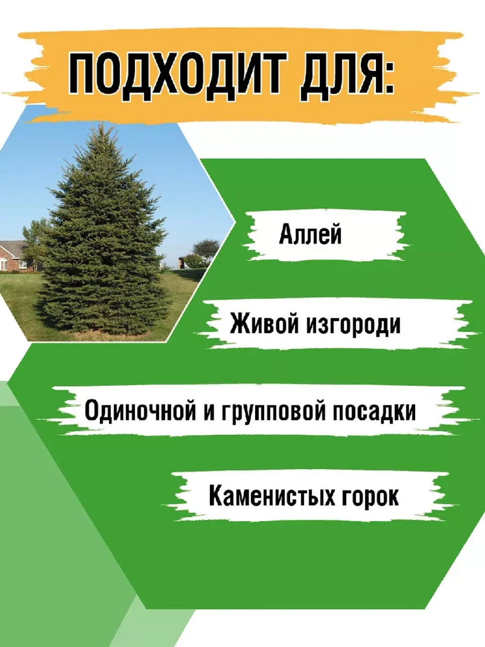 Саженец Ель обыкновенная