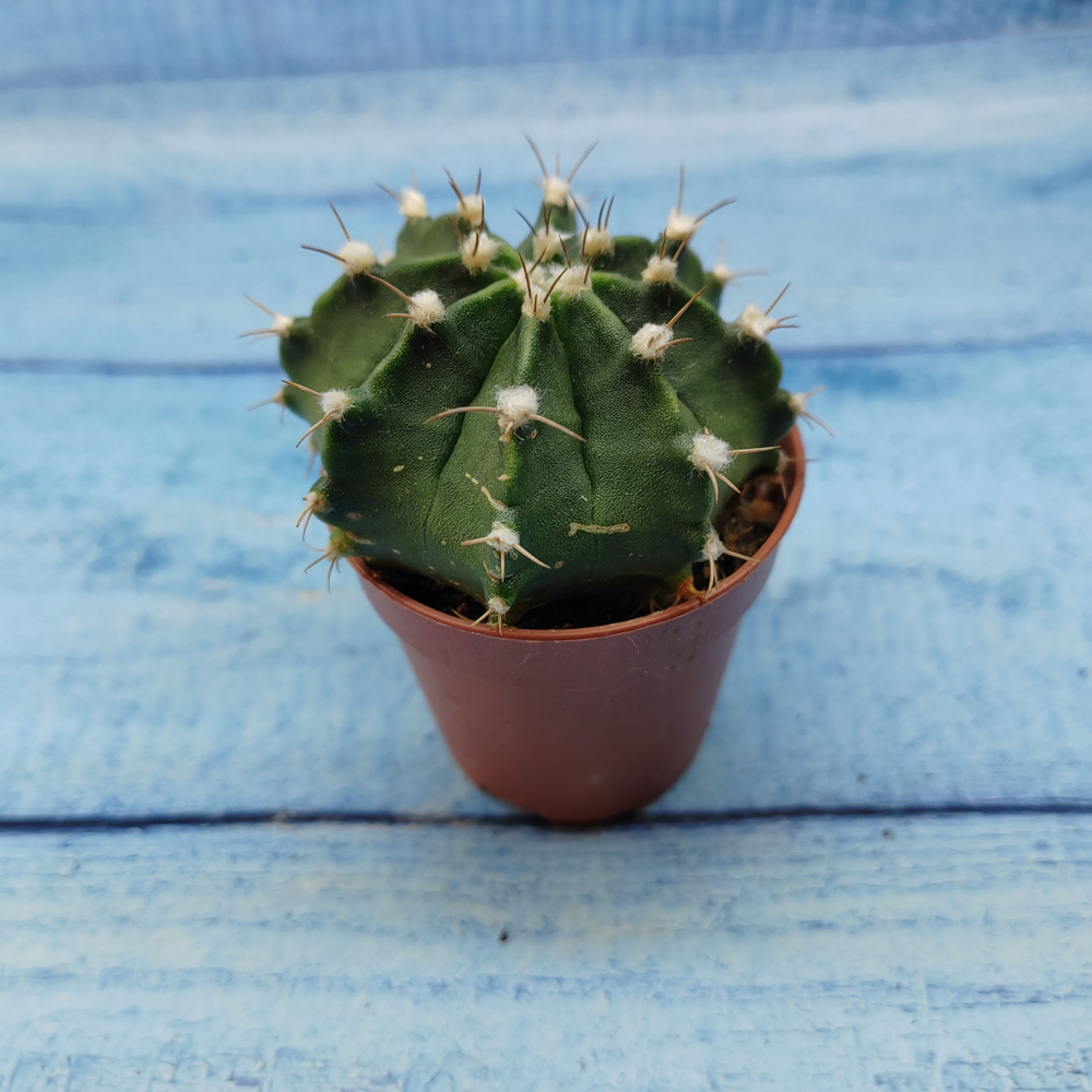 Gymnocalycium Friedrichii (Гимнокалициум)