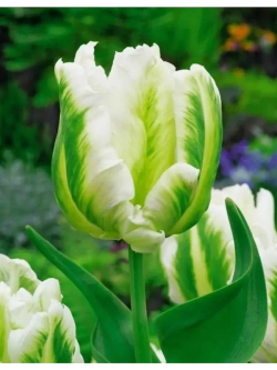 Тюльпаны Madonna 4 шт, набор луковиц