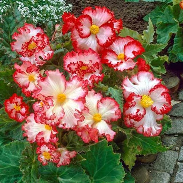 Луковицы цветов