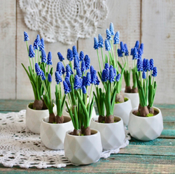 Мускари. Мышиный гиацинт