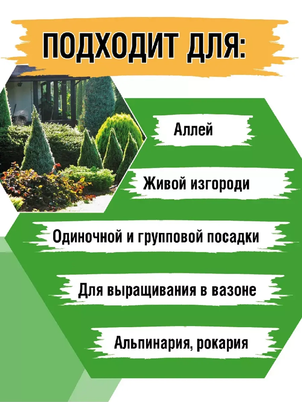Саженец Ель канадская Коника