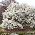 Магнолия "Kobus"