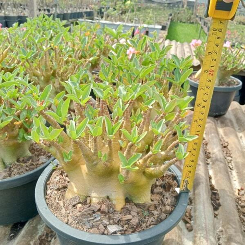 Адениум арабикум MIX L