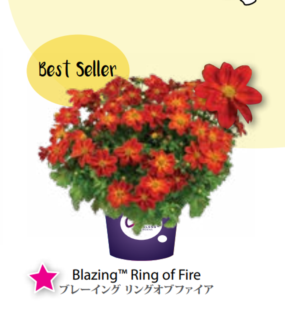 ЕВРО Bidens Blazing Ring of Fire НЕукор черенок середина ноября 25