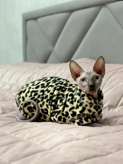 Одежда свитер для сфинксов кошек