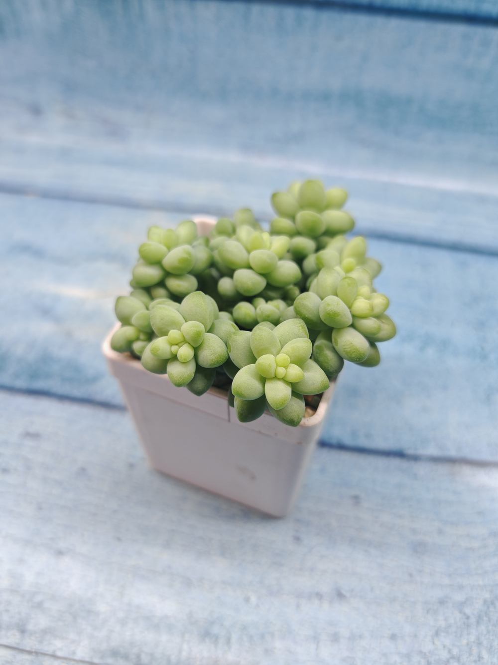 Sedum Burrito (Седум)