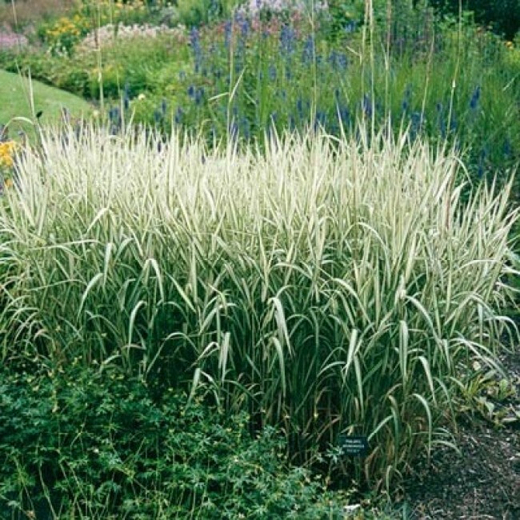 Фалярис тросниковый 'Feesey' С2 Закупка М43 май- июнь 2026