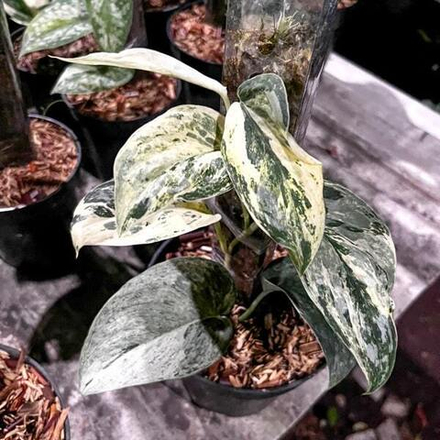 Сциндапсус EXOTICA SALAKA