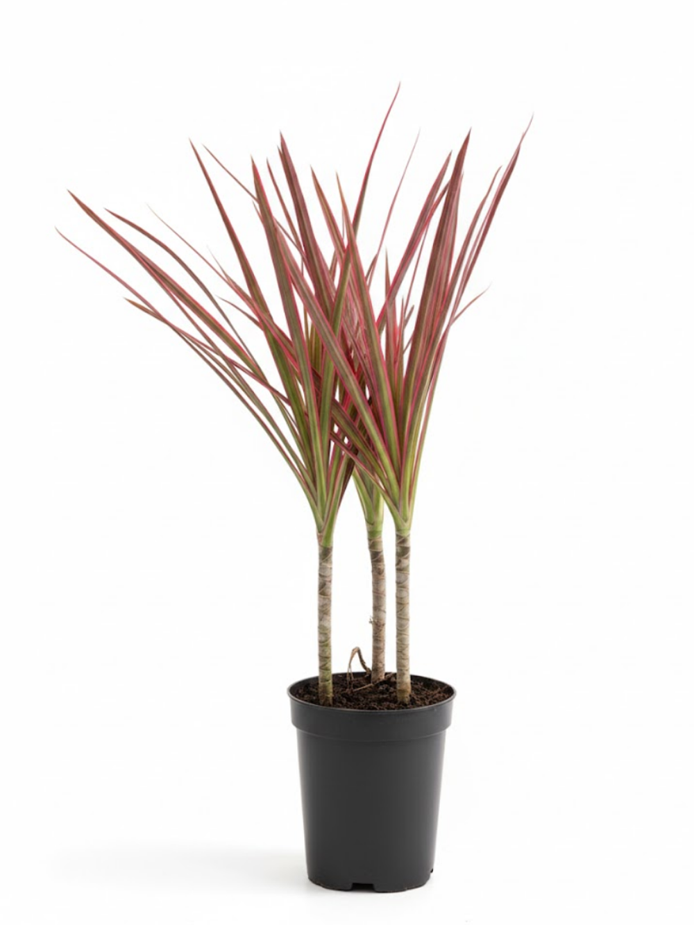 Драцена узколистная Seven-Color Iron д.12