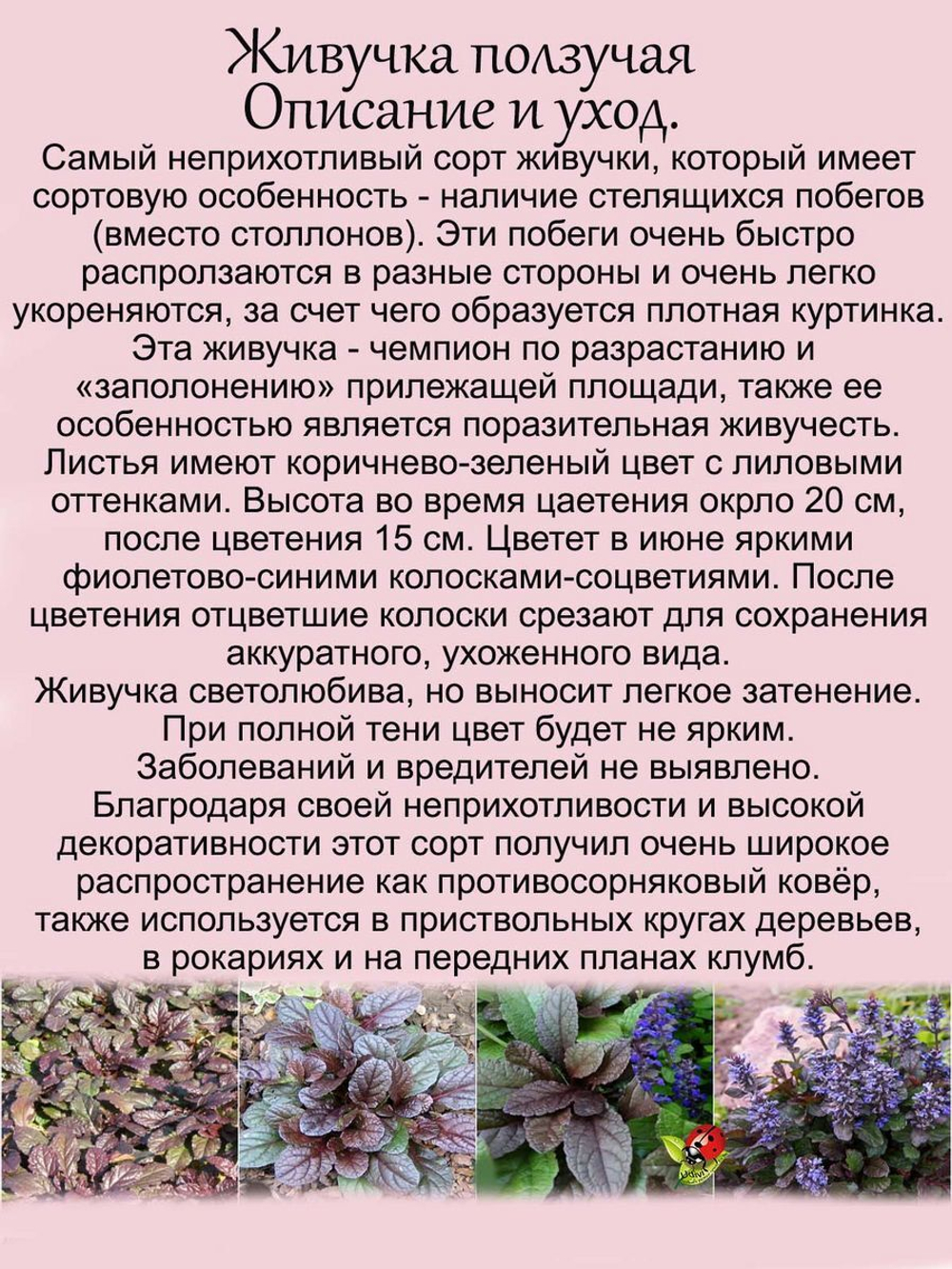 Живучка ползучая Аюга многолетняя