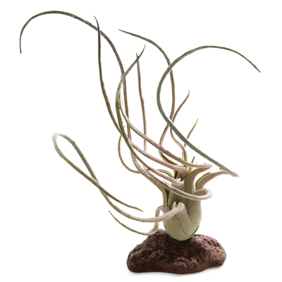 Растение "Тилландсия", 95*130*210мм, Laguna Terra