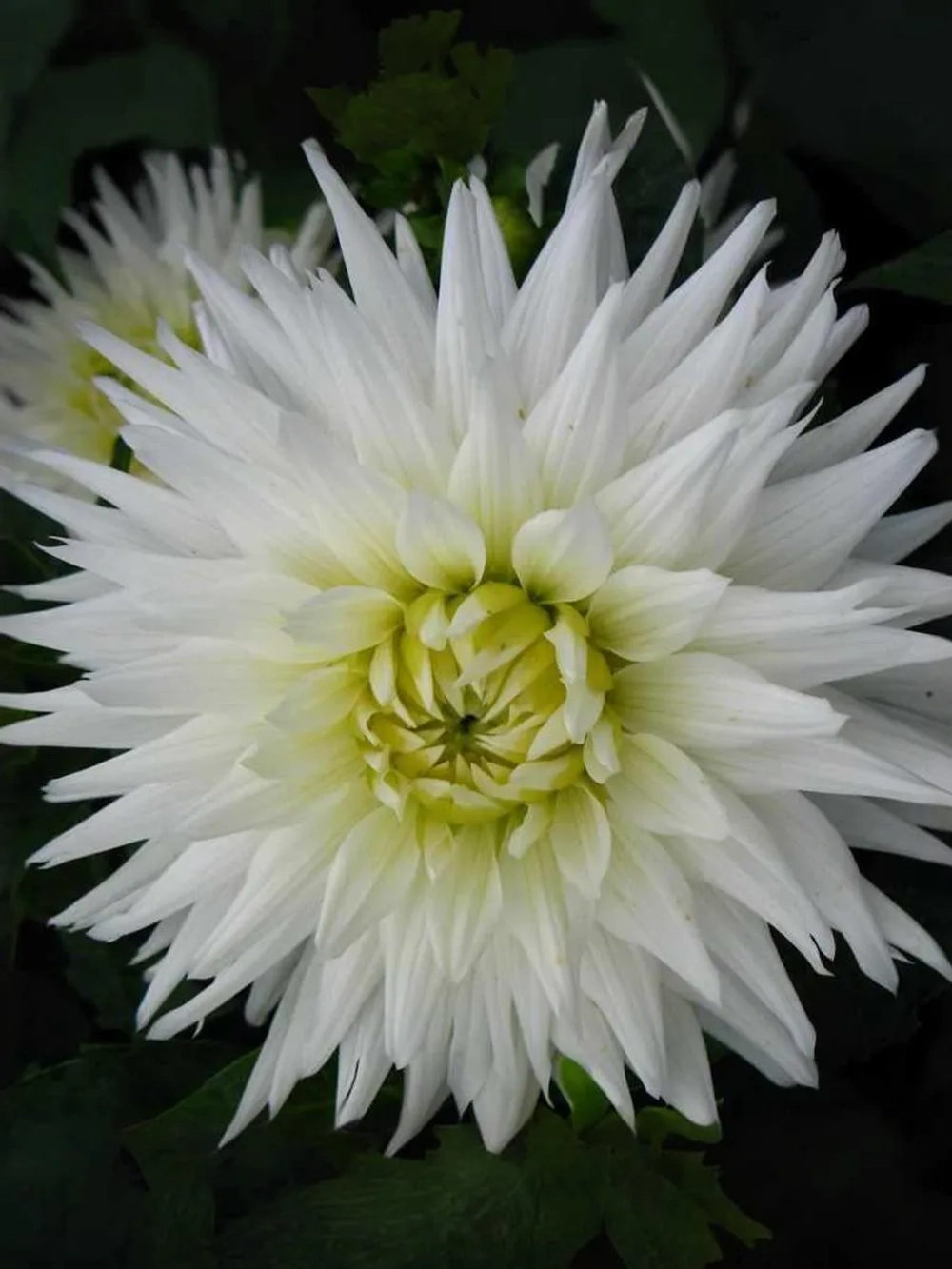 Георгин кактусовидный Май Лав