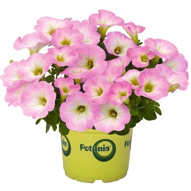 32308 Петуния POTUNIA PICCOLA PINK (ВЕСНА 2025)