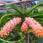 Ринхостилис RHY 54-DUNG PHON