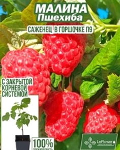 Малина