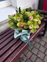 Шляпная коробка с цимбидиумом