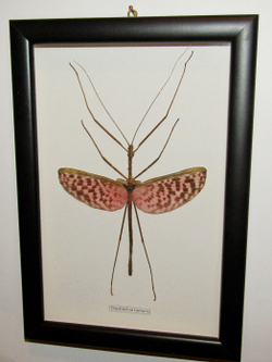 Палочник Heteropterix dilatata в рамке