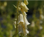 Наперстянка крупноцветковая. Digitalis grandiflora.