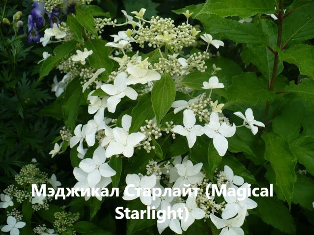 Гортензия метельчатая «Мэджикал Старлайт» (Magical Starlight)