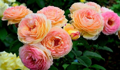 Роза Розаман Жанон