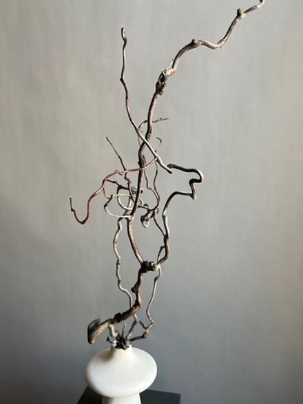 Корилус коряга