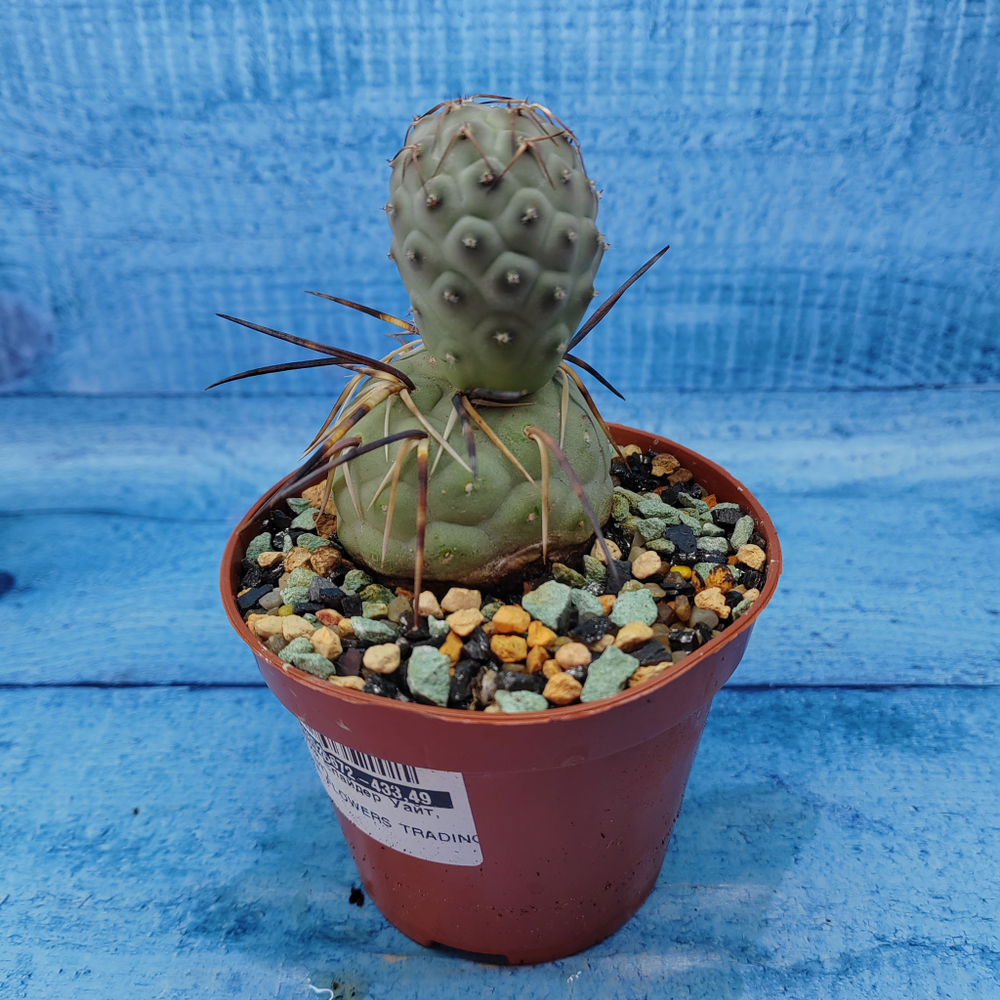 Tephrocactus Geometricus (Тефрокактус)