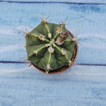 Gymnocalycium Friedrichii (Гимнокалициум)