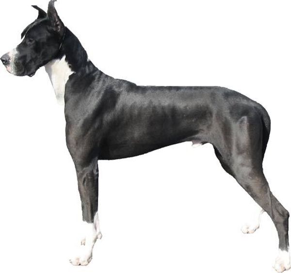 Немецкий дог Немецкий дог