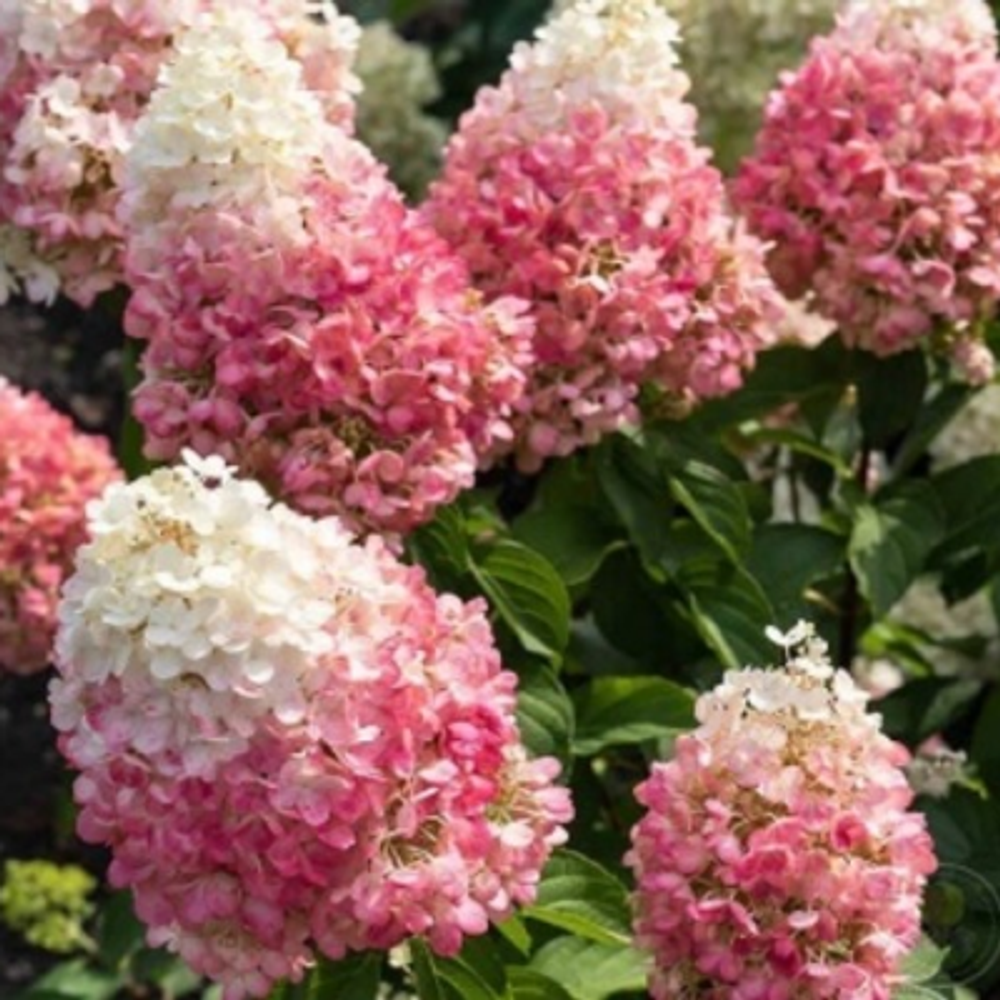 Пинки Промис «Pinky Promise» С3