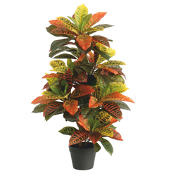 Кротон 95 см.