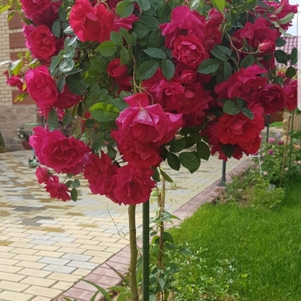 Роза канадская Аделаида Худлесс на штамбе – купить за 3 500 ₽