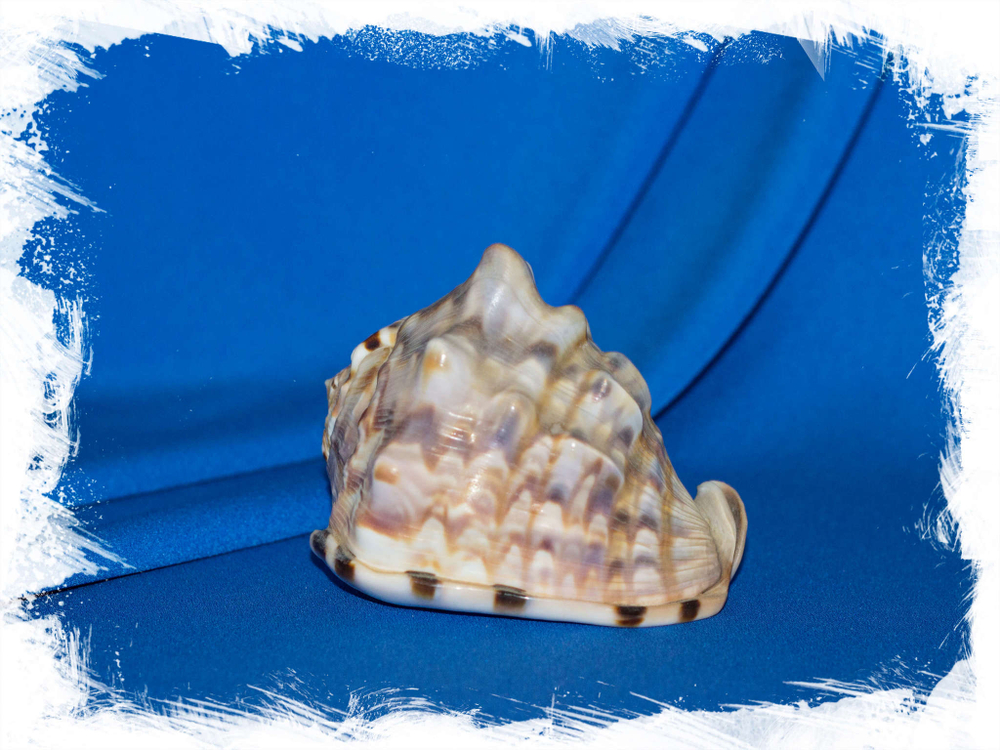 Кассис фламмея, Cassis flammea