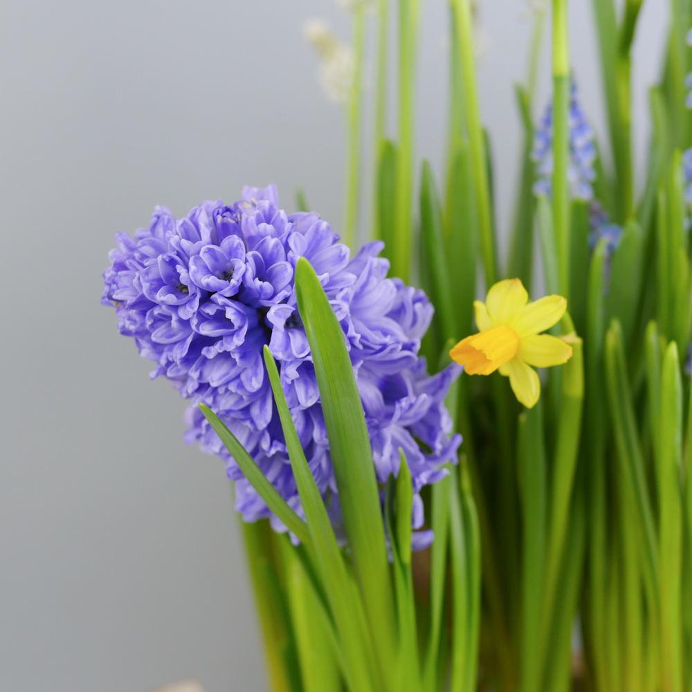 Композиция с первоцветами Брёвна L