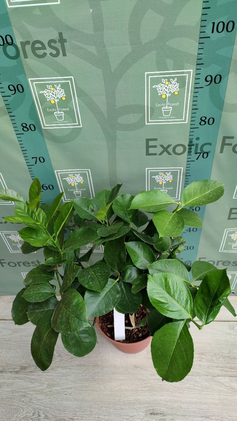 C. limon “Cuoriforme”