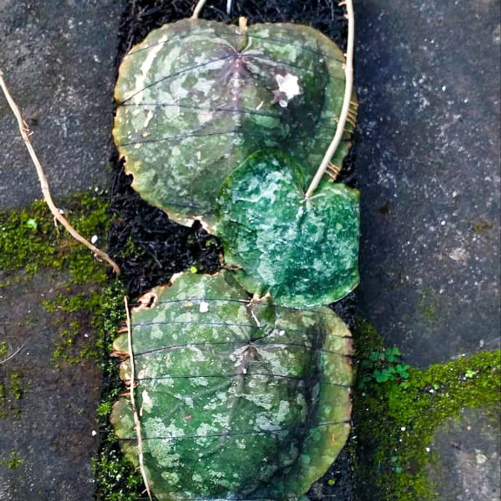 Хойя IMBRICATA SPLASH