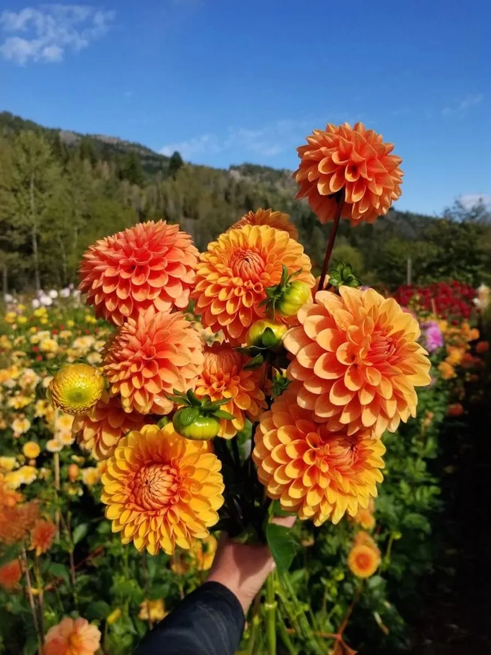 Георгин декоративный Беатрис