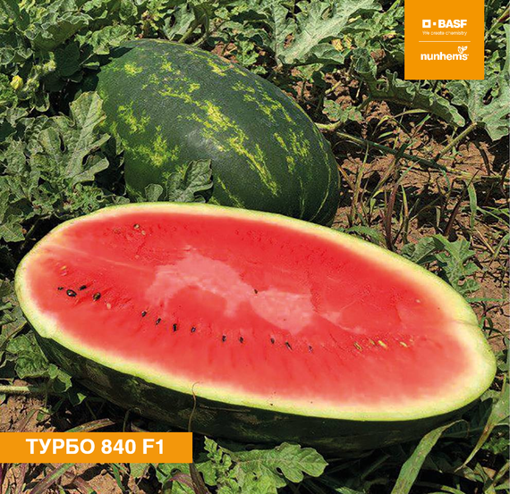 Турбо 840 F1 семена арбуза (Nunhems / Нюнемс) продукт