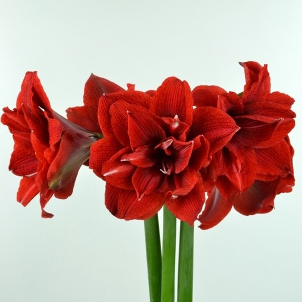 Амариллис Черри Нимф Закупка М80 сентябрь 2026