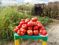 Легендарная Сызранская Розовая Ранняя Помидора