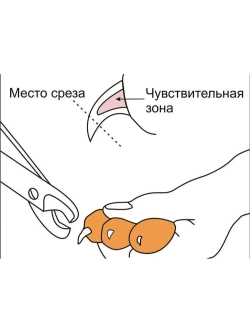 Когтерез маленький Show Tech