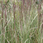 Вейник остроцветковый "Overdam". Calamagrostis x acutiflora "Overdam".