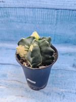 Astrophytum Myriostigma variagate (Астрофитум вариегатный)