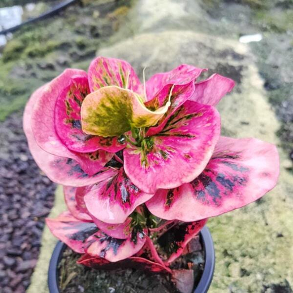 Кротон FLAMINGO