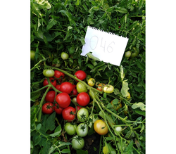 Томат Компанеро F1 (50шт) Витагрин Профи