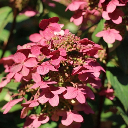 Гортензия Метельчатая Мэджикал Файер